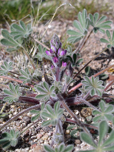  Lupinus concinnus